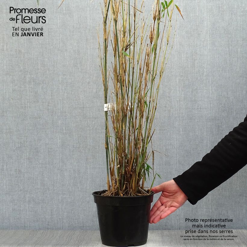 Fargesia papyrifera Blue Dragon - Non-running bamboo 4L/5L pot sample as delivered in winter