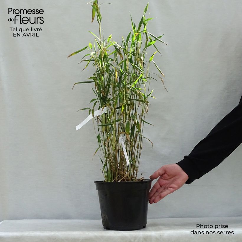 Fargesia papyrifera Blue Dragon - Non-running bamboo 4L/5L pot sample as delivered in spring