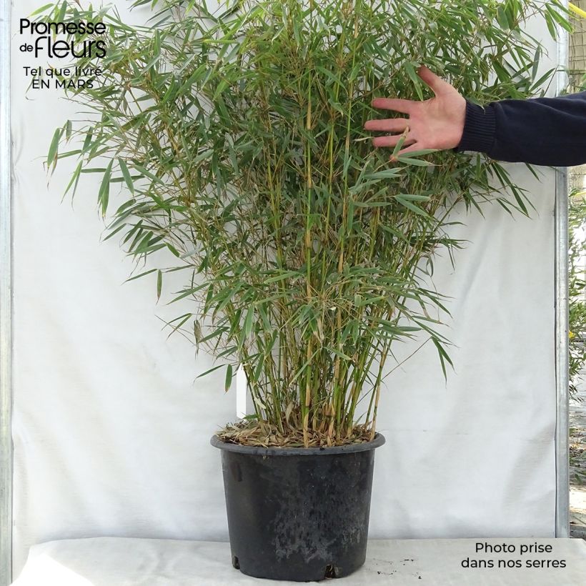 Fargesia robusta - Non-running Bamboo 18L/20L pot sample as delivered in spring