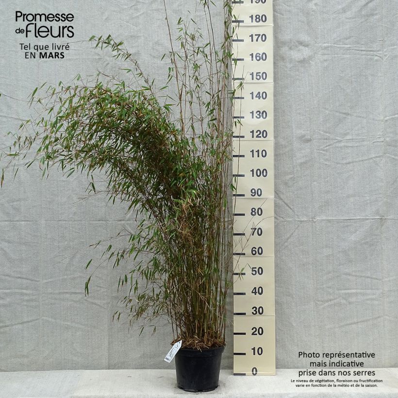 Fargesia robusta - Non-running Bamboo 18L/20L pot sample as delivered in winter