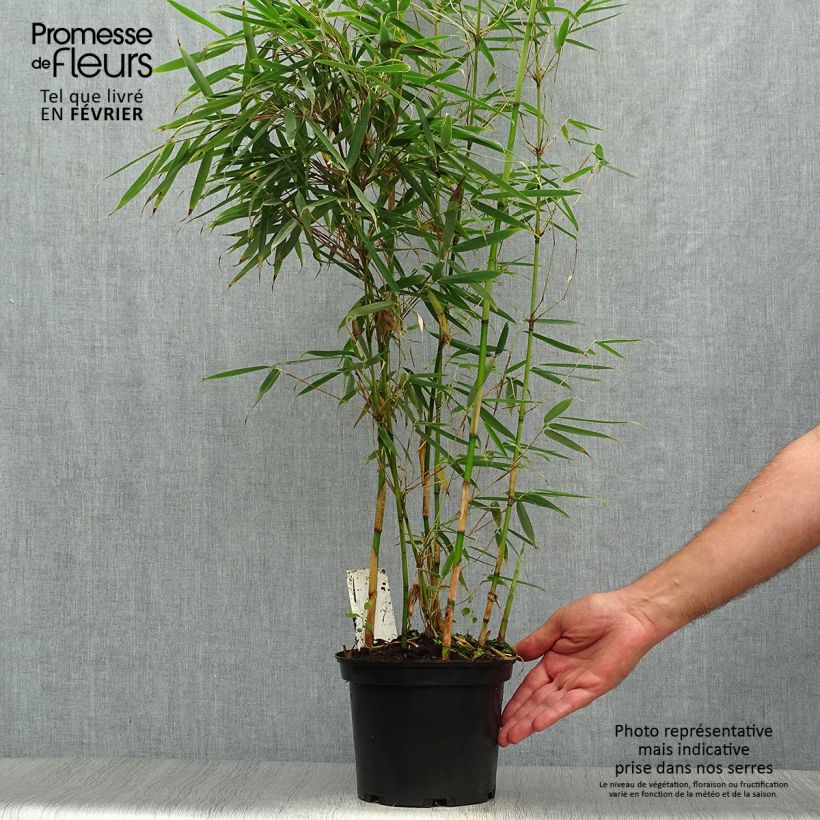 Fargesia robusta - Non-running Bamboo 2L/3L pot sample as delivered in autumn