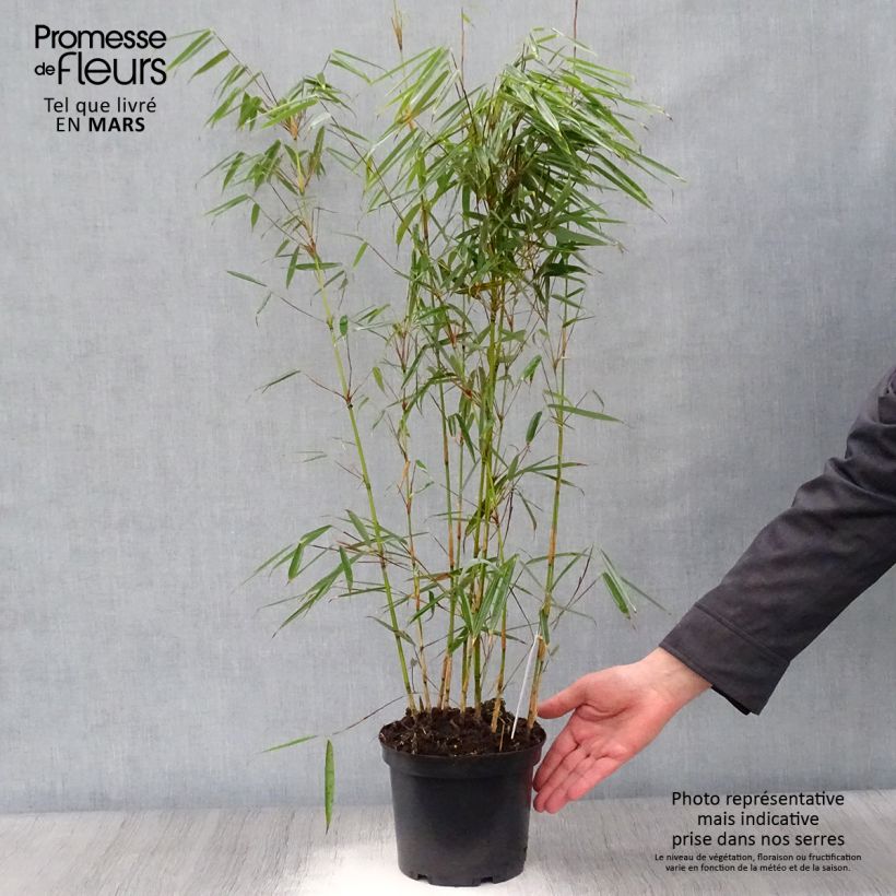 Fargesia robusta - Non-running Bamboo 2L/3L pot sample as delivered in spring