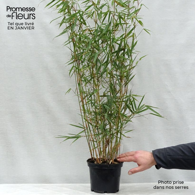 Fargesia robusta - Non-running Bamboo 2L/3L pot sample as delivered in winter