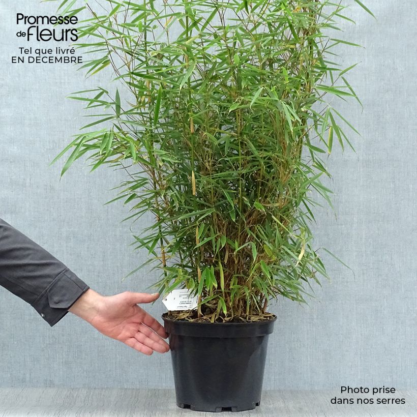Fargesia robusta - Non-running Bamboo 4L/5L pot sample as delivered in winter