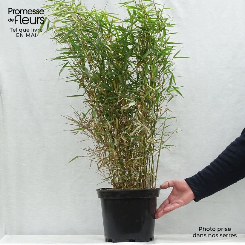 Fargesia robusta - Non-running Bamboo 4L/5L pot sample as delivered in spring