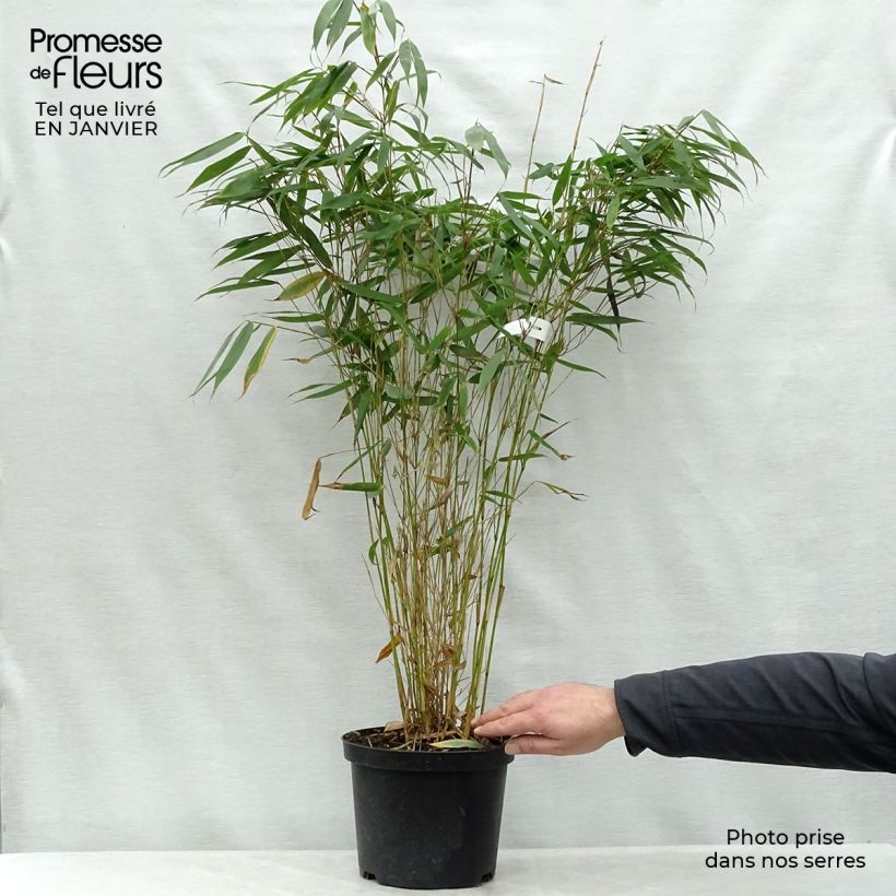 Fargesia robusta Pingwu - Non-running bamboo 4L/5L pot sample as delivered in winter