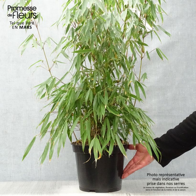Fargesia robusta Pingwu - Non-running bamboo 7.5L/10L pot sample as delivered in spring