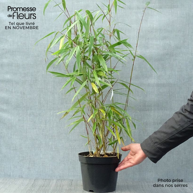 Fargesia robusta Wolong 4L/5L pot sample as delivered in autumn