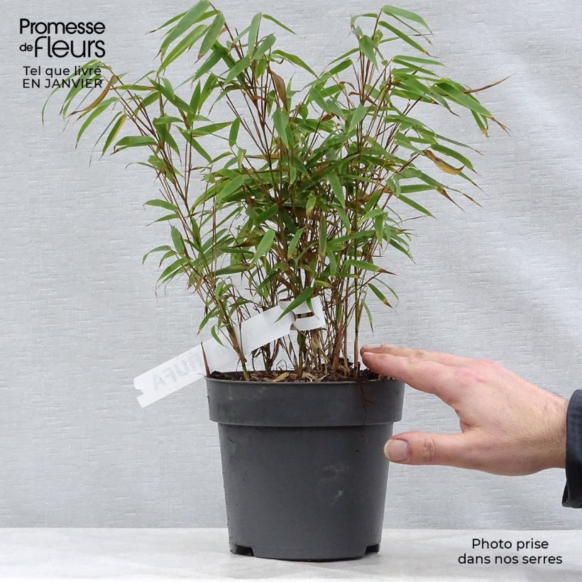 Fargesia rufa - Non-running Bamboo 2L/3L pot sample as delivered in winter