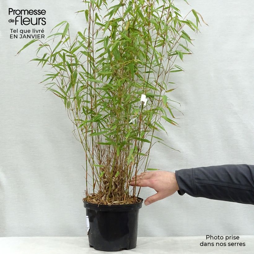 Fargesia rufa - Non-running Bamboo 4L/5L pot sample as delivered in winter