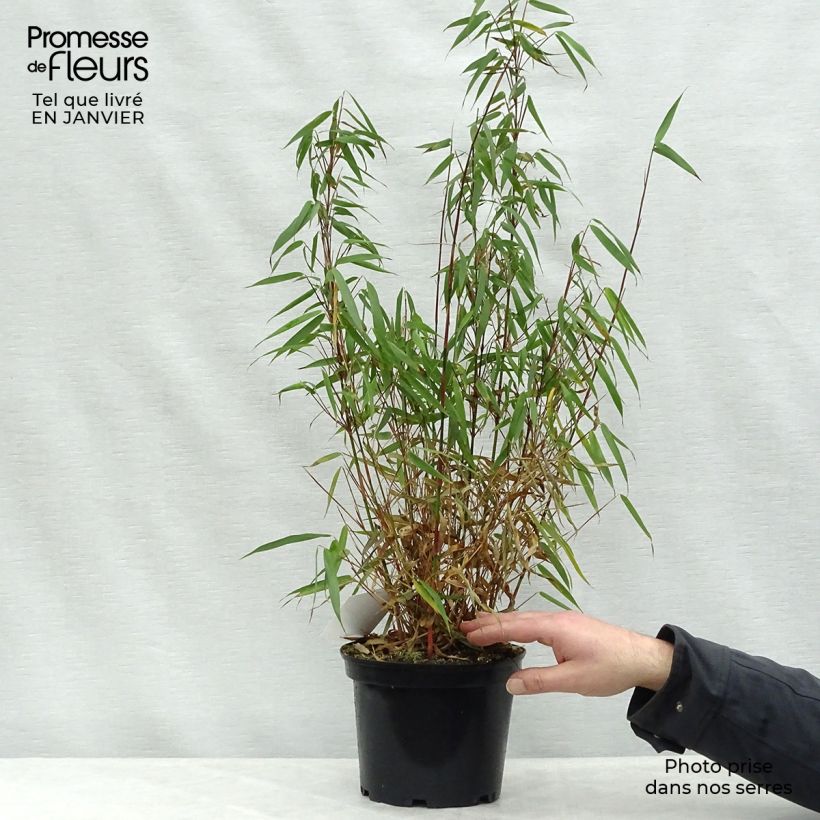 Fargesia scabrida Asian Wonder - Non-running Bamboo 4L/5L pot sample as delivered in winter