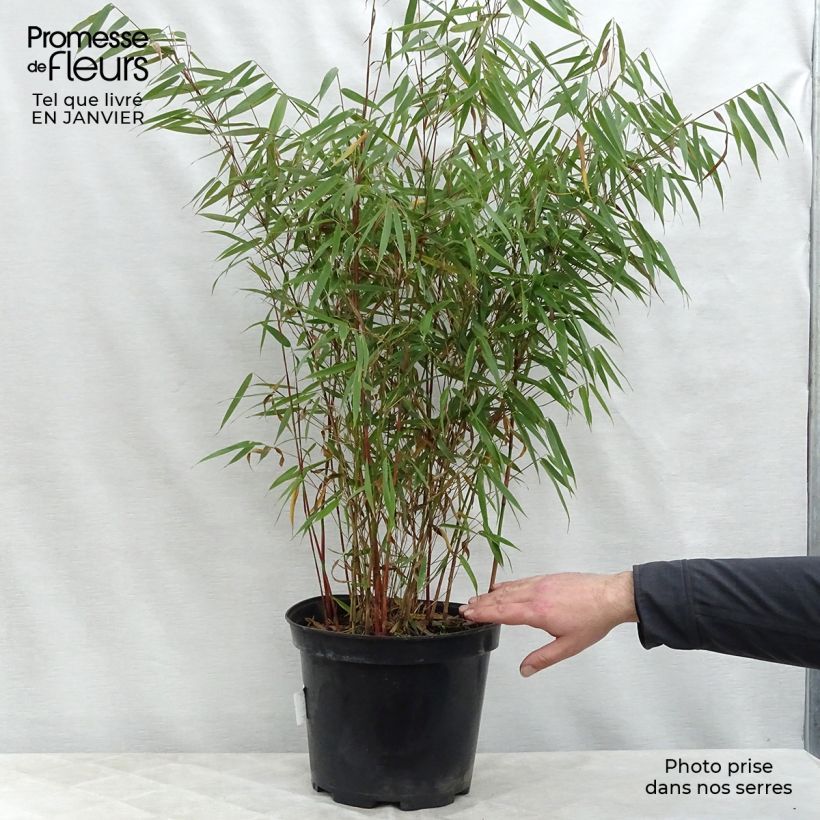 Fargesia scabrida Asian Wonder - Non-running Bamboo 6L/7L pot sample as delivered in winter