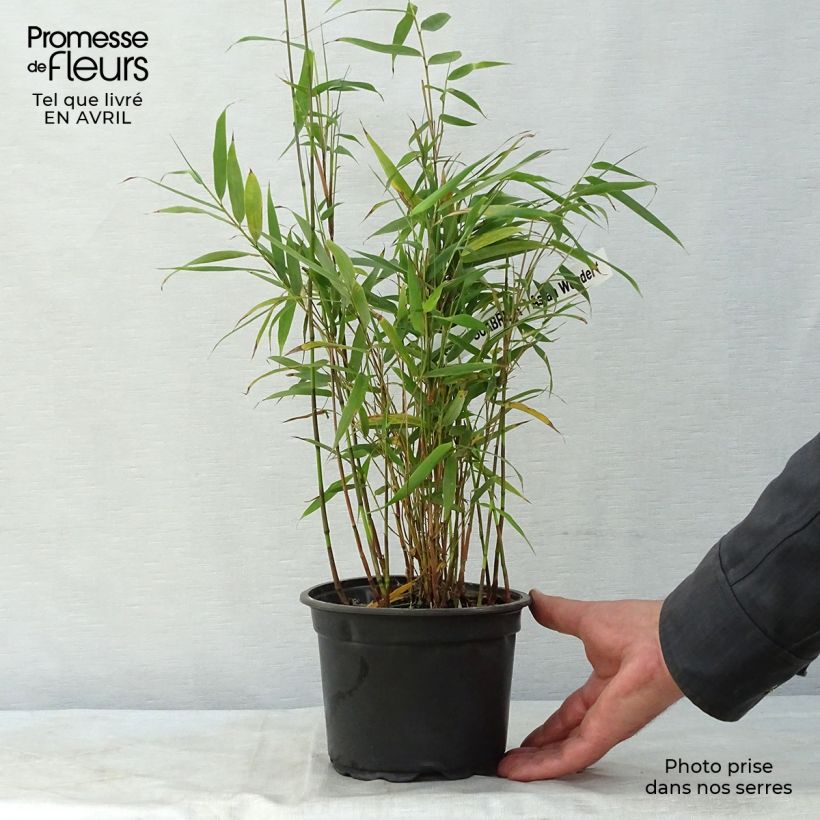 Fargesia scabrida Asian Wonder - Non-running Bamboo 2L/3L pot sample as delivered in spring