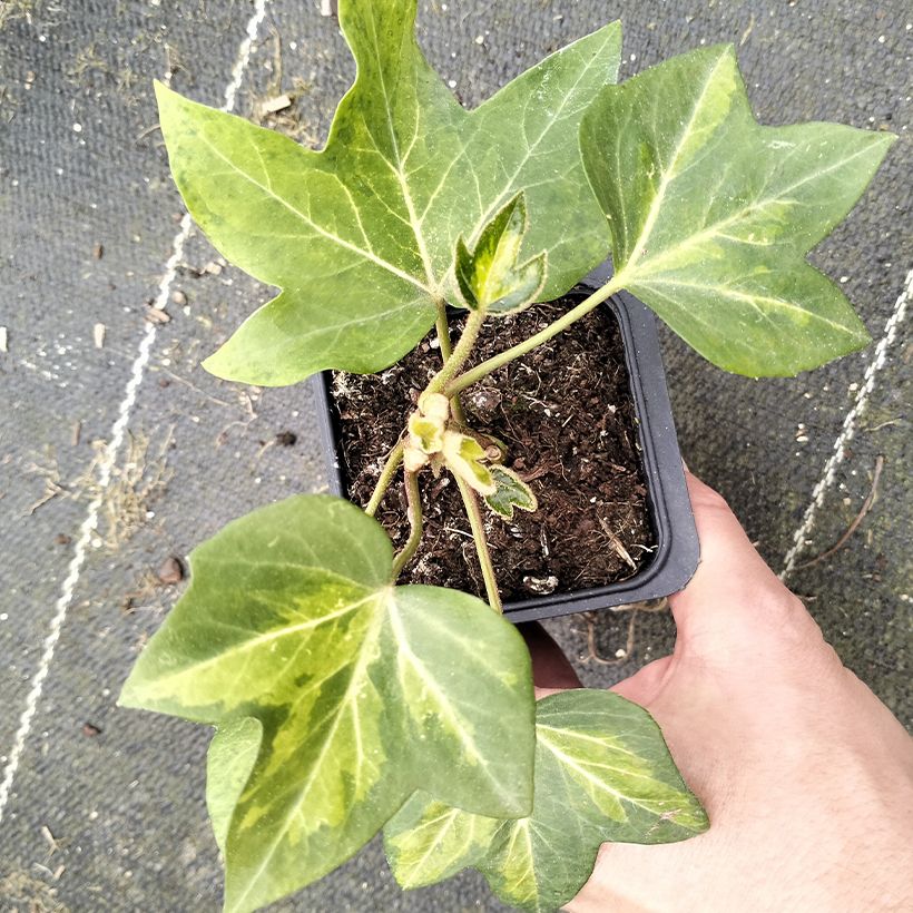 x Fatshedera lizei Annemieke - Tree ivy (Foliage)