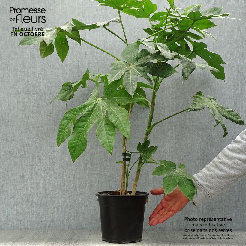 False Aralia - Fatsia japonica 4L/5L pot sample as delivered in autumn
