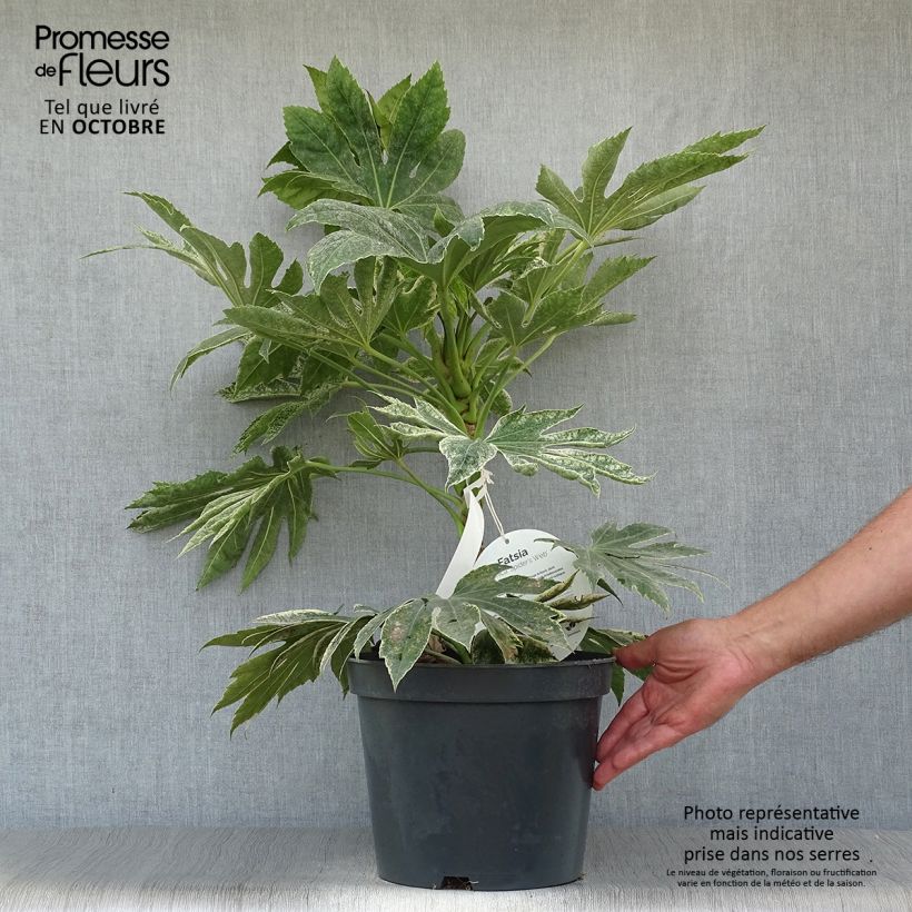 Fatsia japonica Spiders Web - Variegated False Aralia 6L/7L pot sample as delivered in autumn