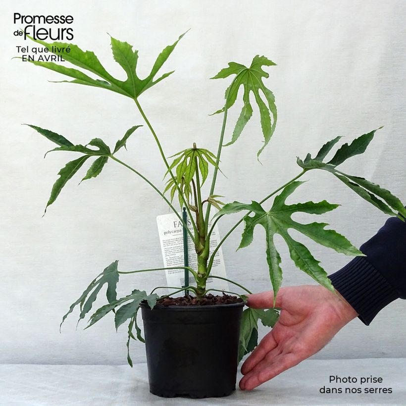 Fatsia polycarpa Green Fingers 2L/3L pot sample as delivered in spring