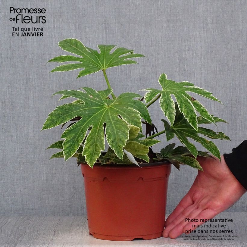 Fatsia japonica Variegata 3L/4L pot sample as delivered in winter