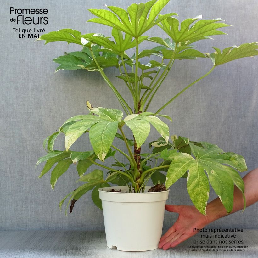 Fatsia japonica Variegata 6L/7L pot sample as delivered in spring