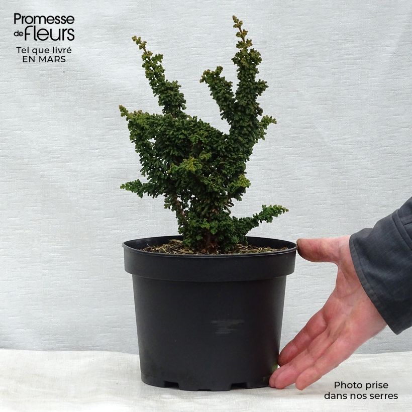 Chamaecyparis obtusa Chirimen - Hinoki Cypress 2L/3L pot sample as delivered in spring