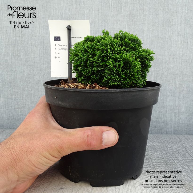 Chamaecyparis obtusa Juniperoides - Hinoki Cypress 2L/3L pot sample as delivered in spring