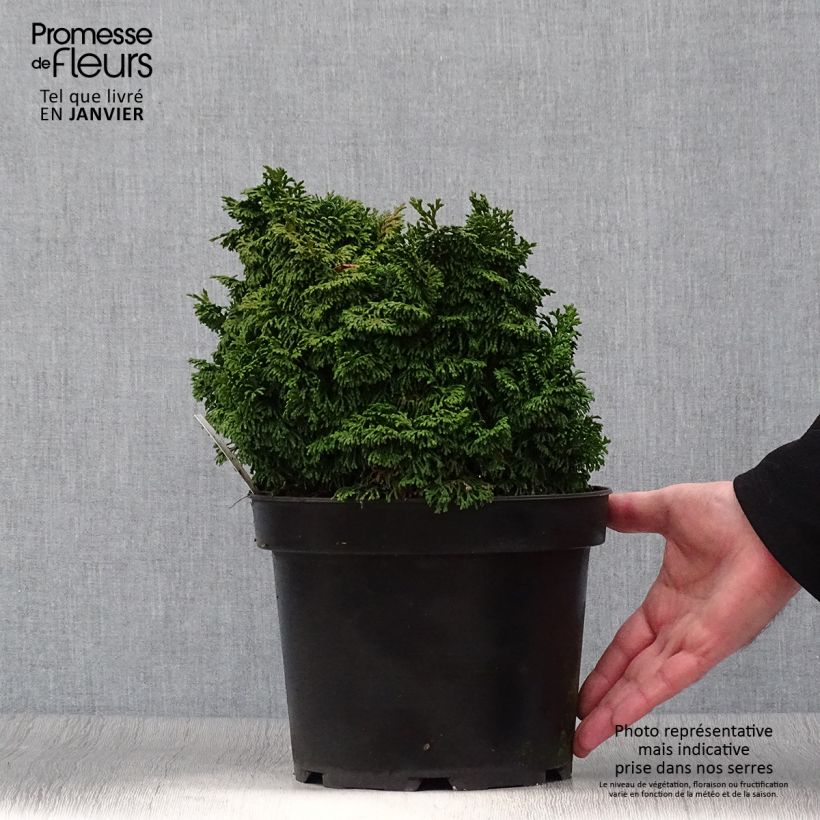 Chamaecyparis obtusa Kosteri - Hinoki Cypress 4L/5L pot sample as delivered in winter