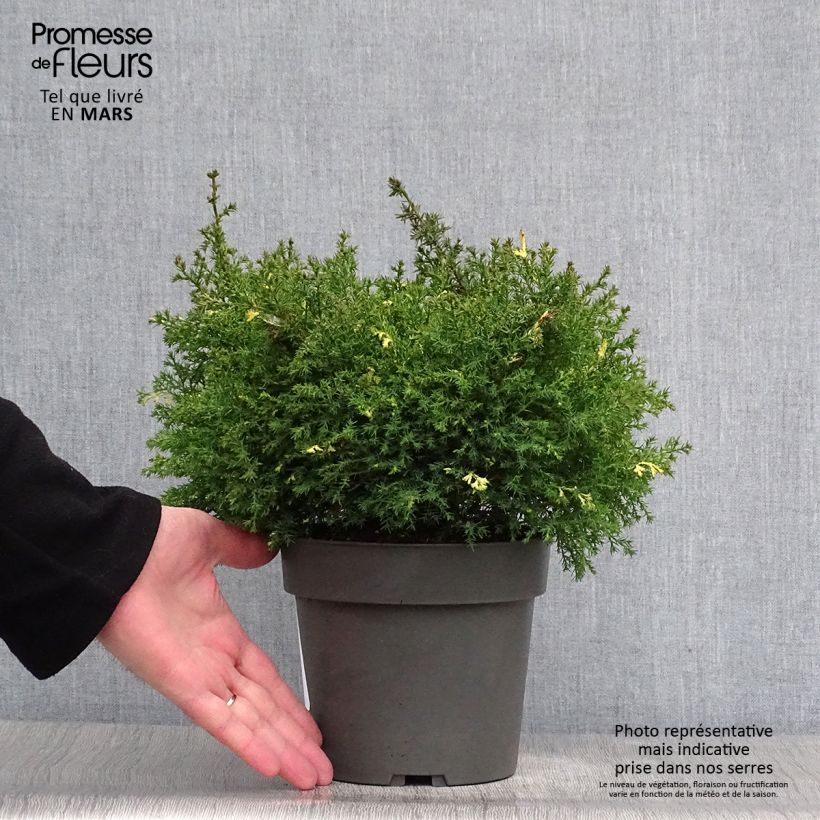 Chamaecyparis obtusa Saffron Spray - Hinoki Cypress 2L/3L pot sample as delivered in spring