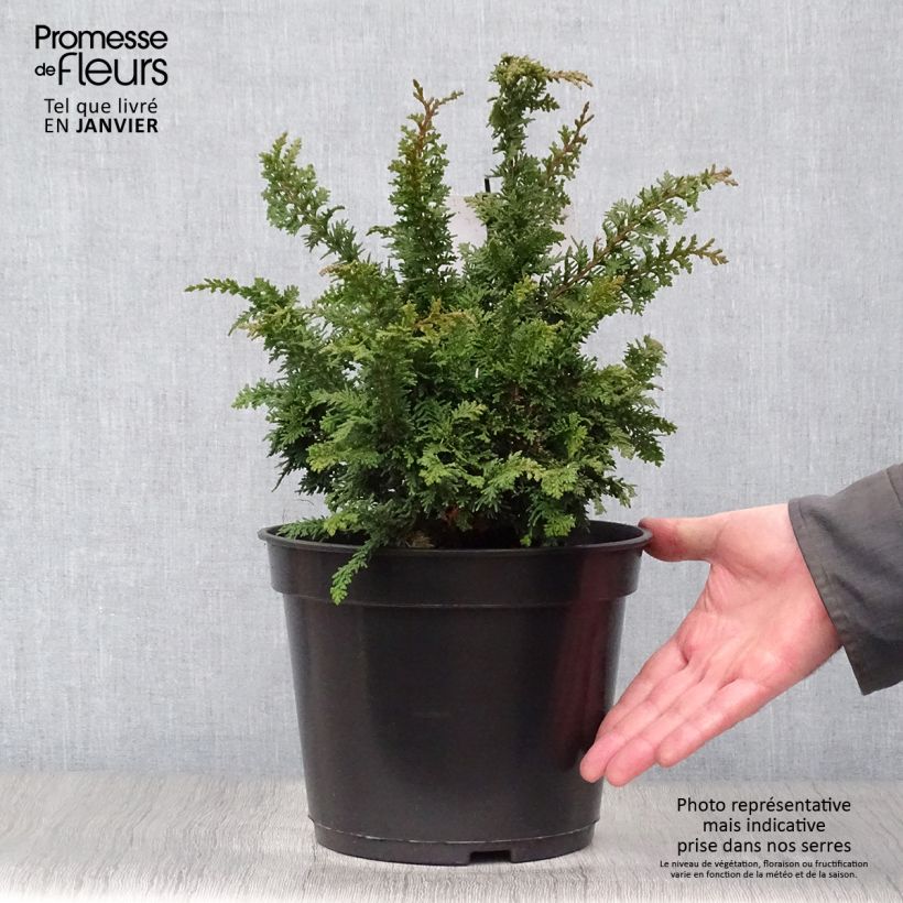 Chamaecyparis obtusa Teddy Bear - Hinoki Cypress 4L/5L pot sample as delivered in winter