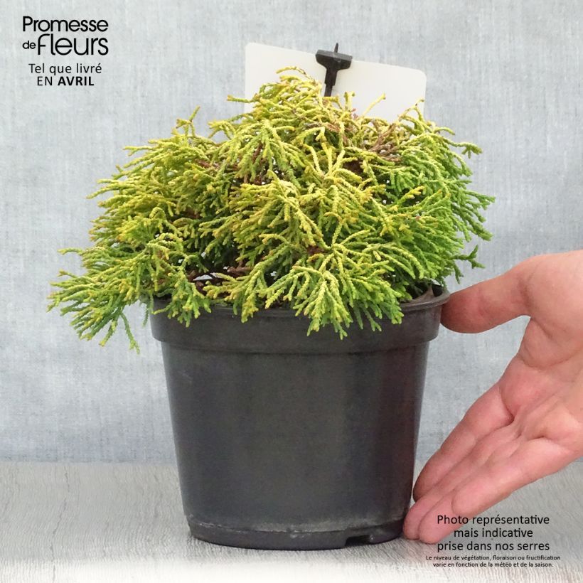 Chamaecyparis obtusa Tsatsumi Gold - Hinoki Cypress 2L/3L pot sample as delivered in spring