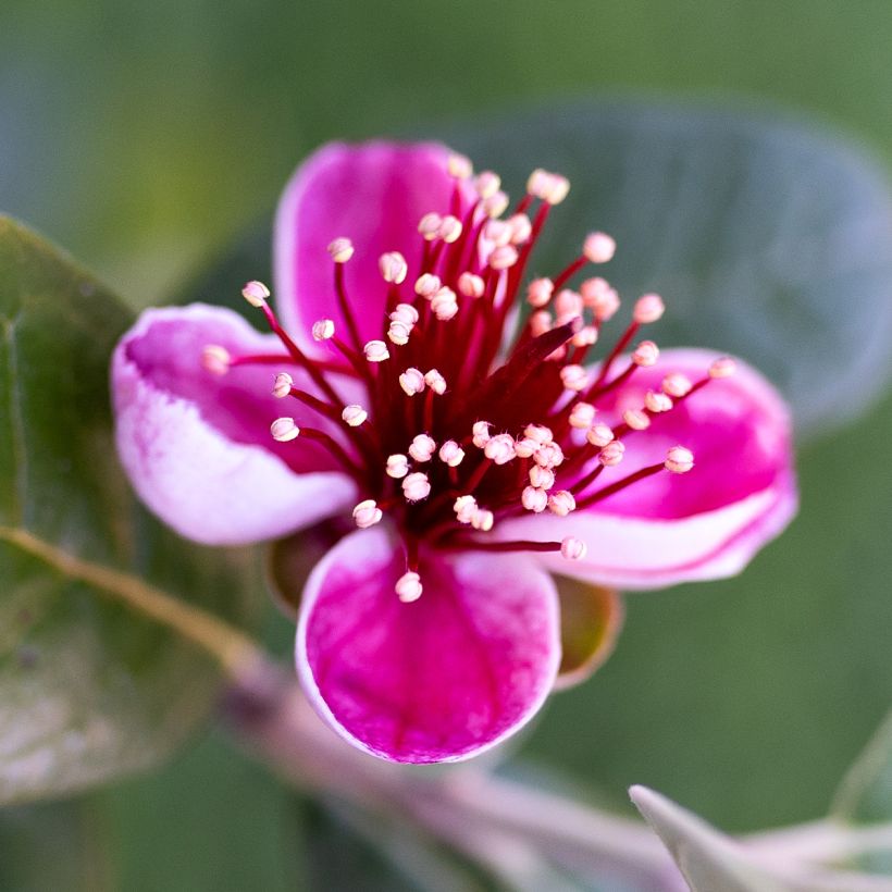 Feijoa sellowiana Apollo - Brazilian Guava (Flowering)