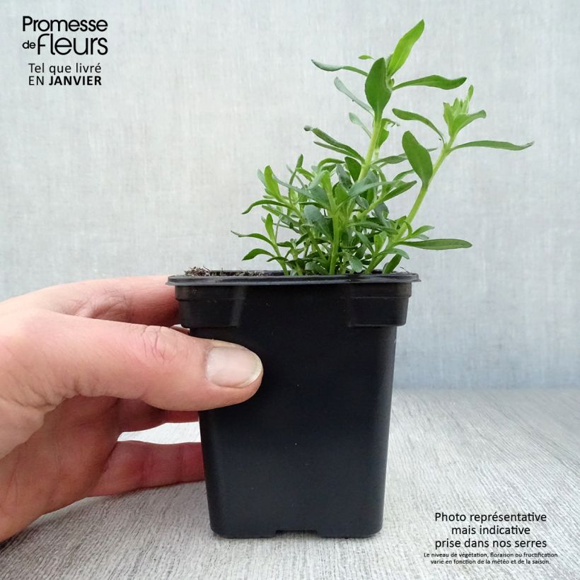 Felicia amelloides 7/8 cm pot sample as delivered in winter
