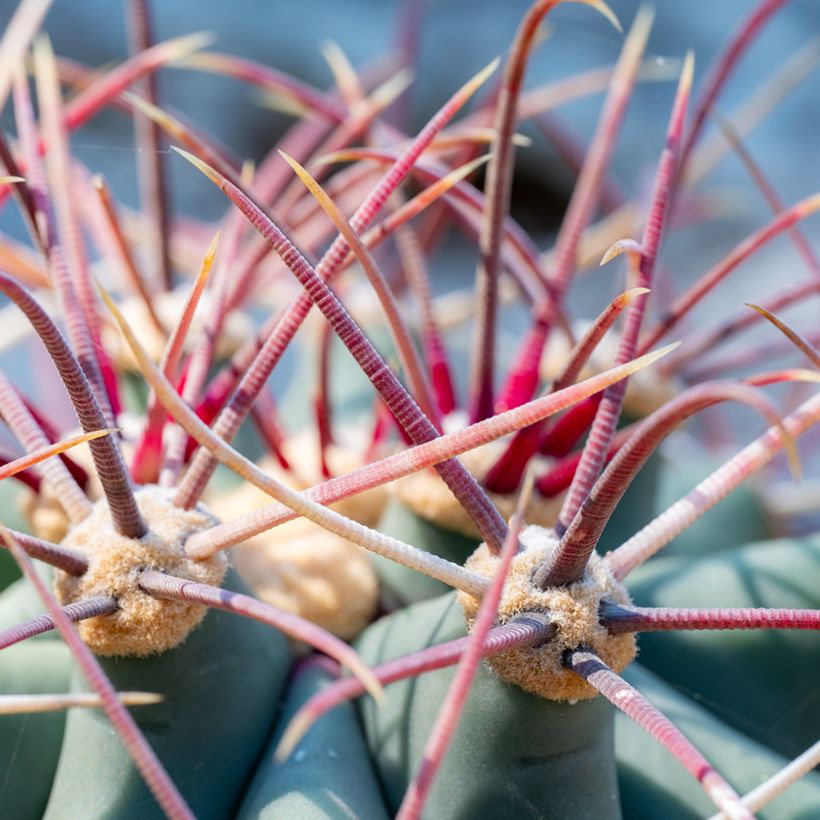 Ferocactus emoryi - Red barrel cactus (Foliage)