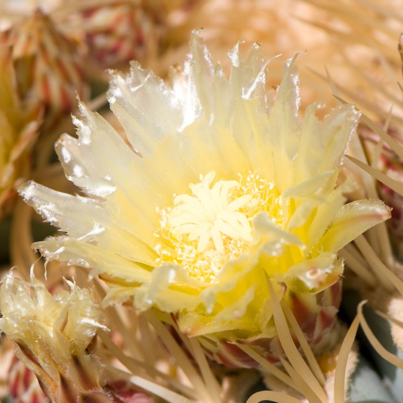 Ferocactus glaucescens - Glaucous barrel cactus (Flowering)