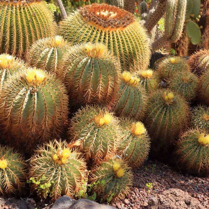 Ferocactus glaucescens - Glaucous barrel cactus (Plant habit)
