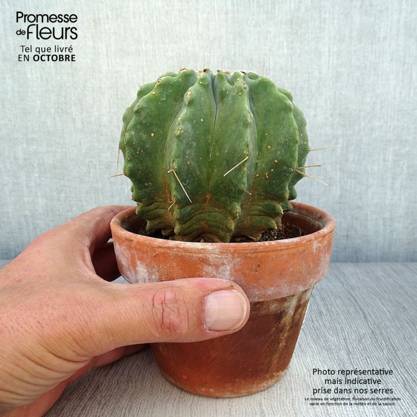 Ferocactus glaucescens Inermis 12cm pot sample as delivered in autumn