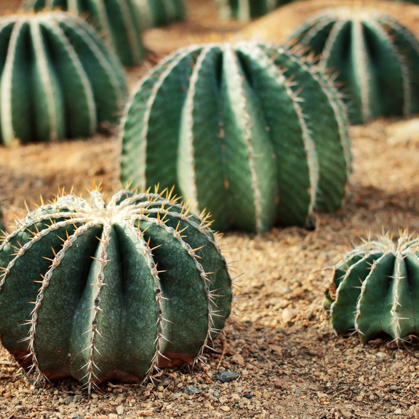 Ferocactus schwarzii - Barrel cactus (Plant habit)