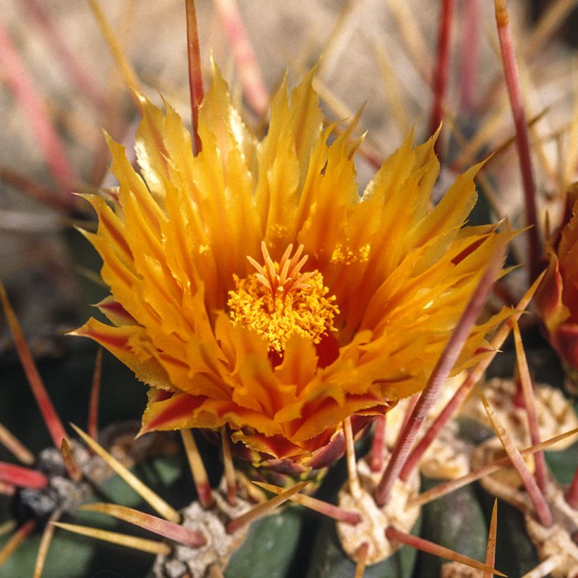 Ferocactus stainesii - Mexican fire barrel cactus (Flowering)