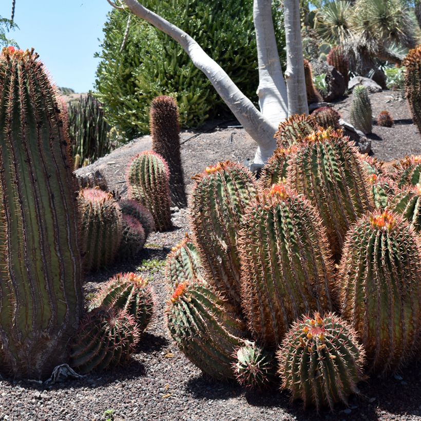 Ferocactus stainesii var. pilosus - Mexican fire barrel cactus (Plant habit)