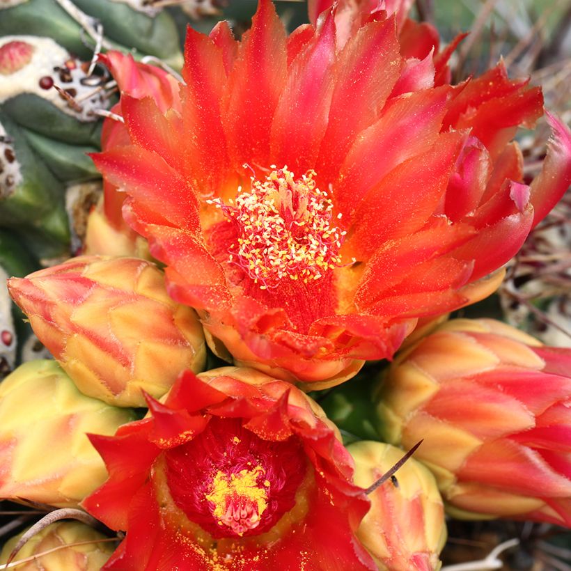 Ferocactus emoryi - Red barrel cactus (Flowering)