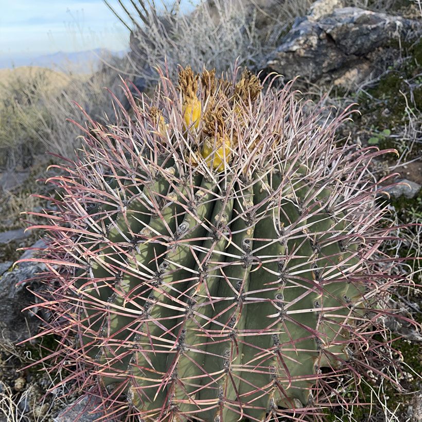 Ferocactus emoryi - Red barrel cactus (Plant habit)