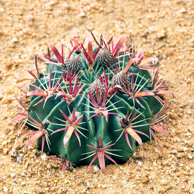Ferocactus latispinus - Devil's tongue barrel cactus (Plant habit)