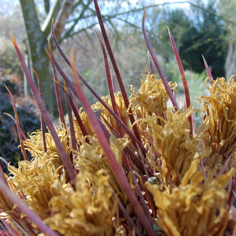 Ferocactus emoryi subsp. rectispinus - Barrel cactus (Foliage)