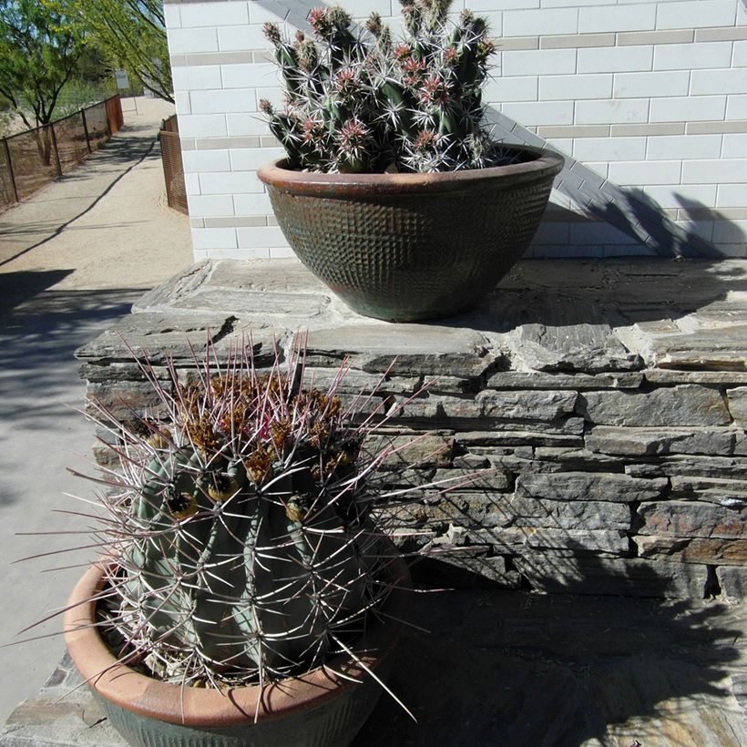 Ferocactus emoryi subsp. rectispinus - Barrel cactus (Plant habit)