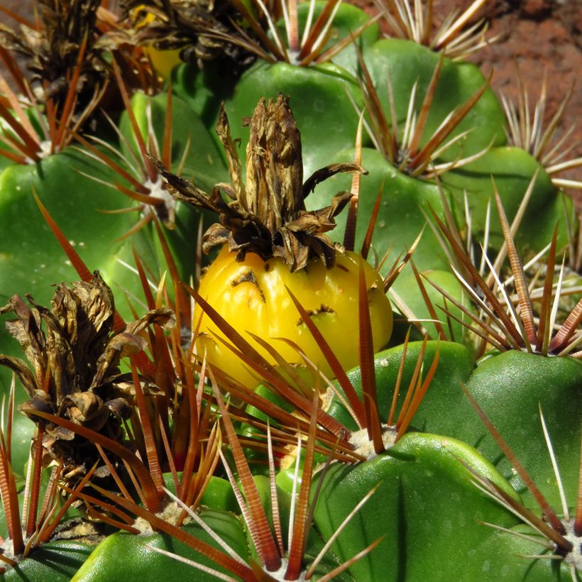 Ferocactus robustus - Barrel cactus (Harvest)