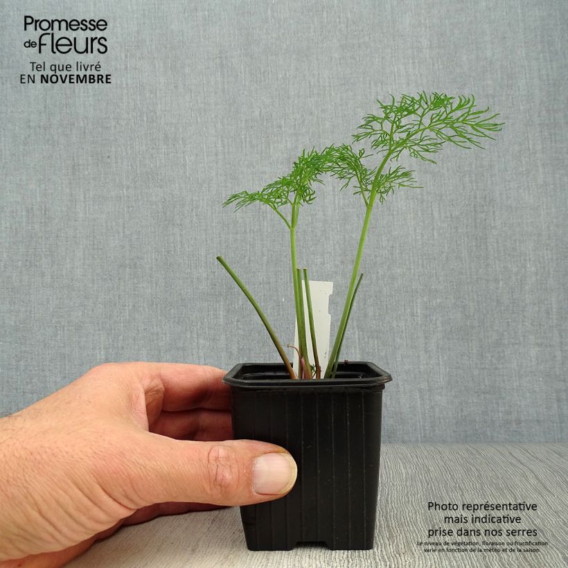 Ferula communis - Giant Fennel 8/9 cm pot sample as delivered in autumn