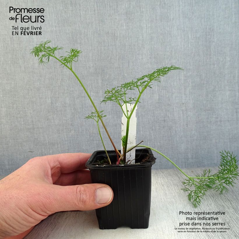 Ferula communis - Giant Fennel 8/9 cm pot sample as delivered in winter