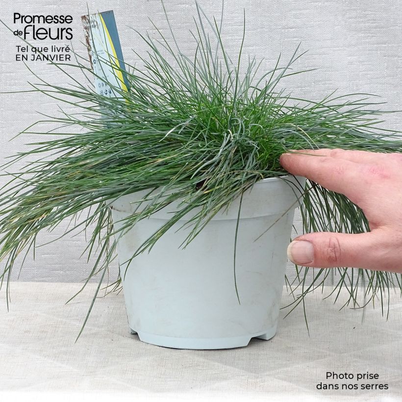 Festuca glauca Intense Blue 2L/3L pot sample as delivered in winter