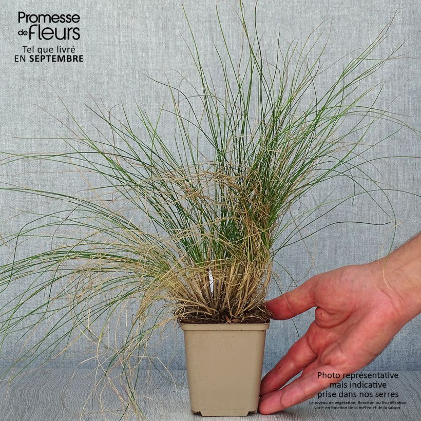 Festuca glauca Sunrise 8/9 cm pot sample as delivered in autumn