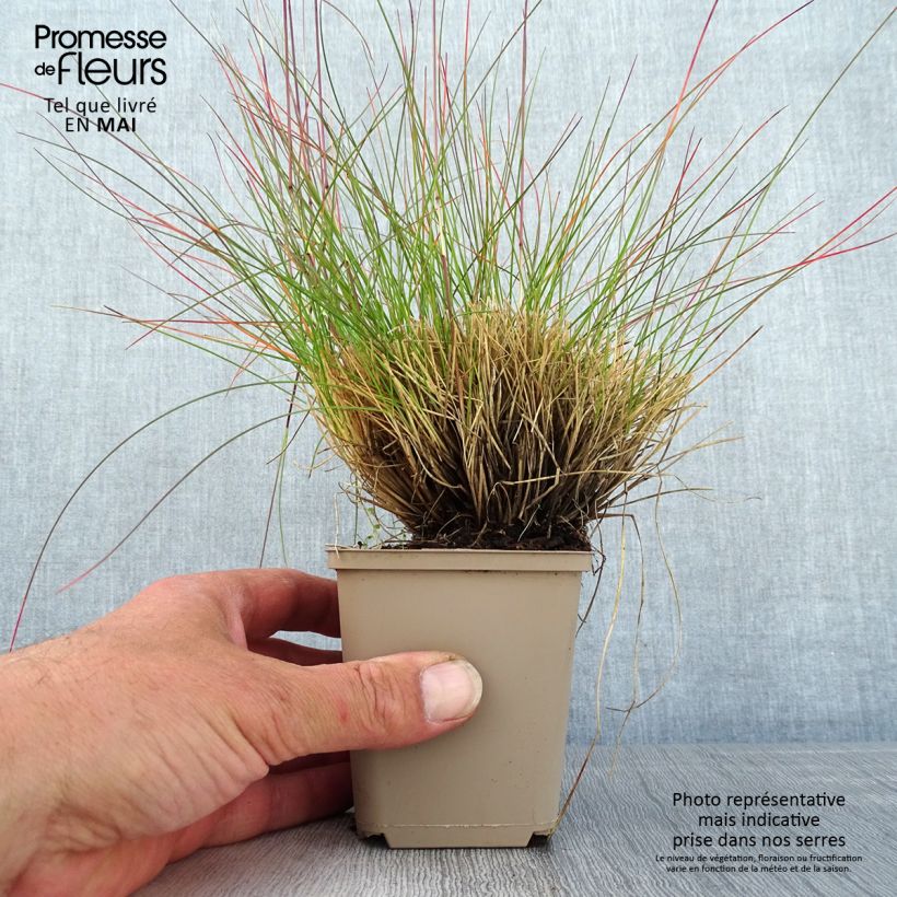 Festuca glauca Sunrise 8/9 cm pot sample as delivered in spring