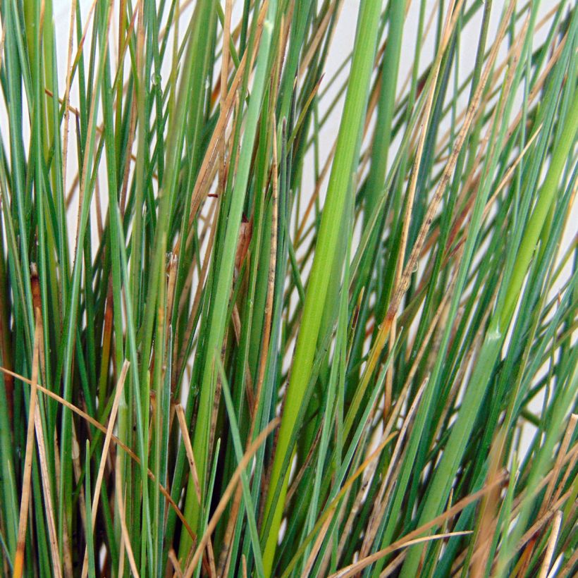 Festuca amethystina (Foliage)